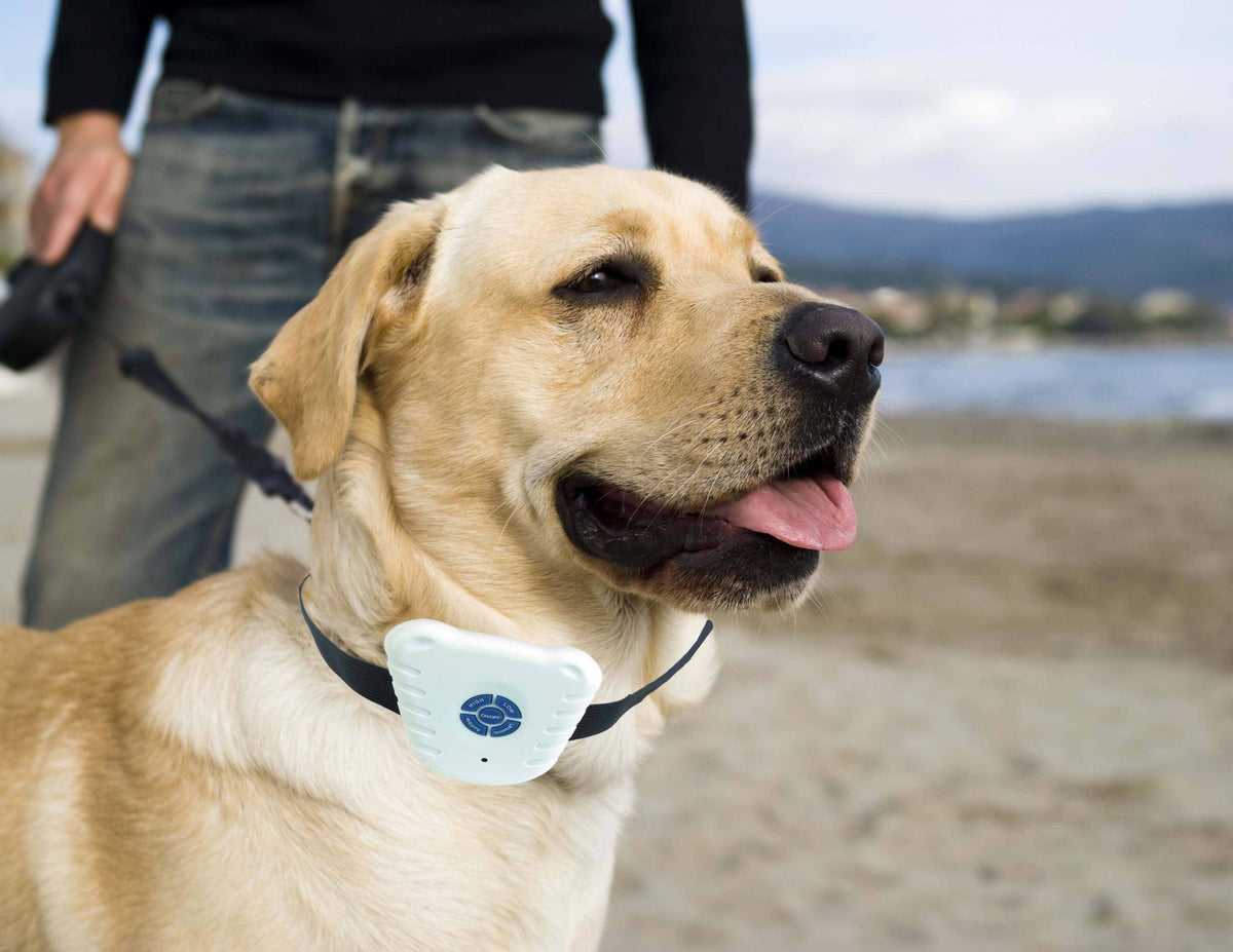 Pet Life - Non-Shock Safe Anti-Bark Collar