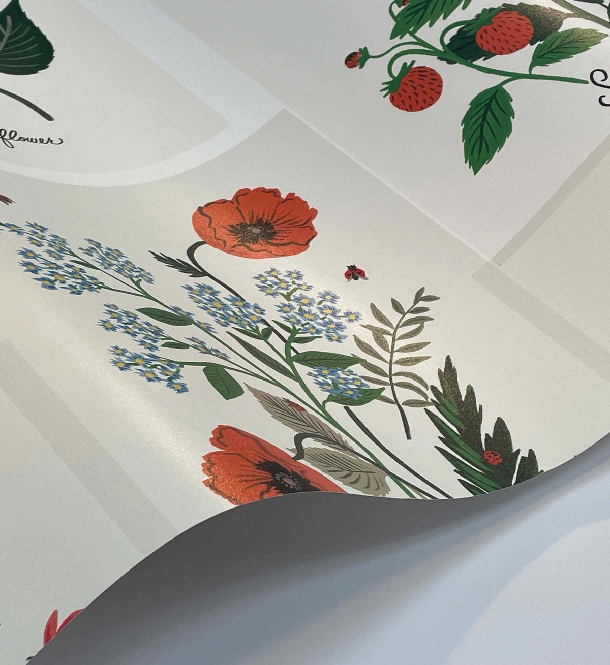 Botanical Prints Wallpaper - White