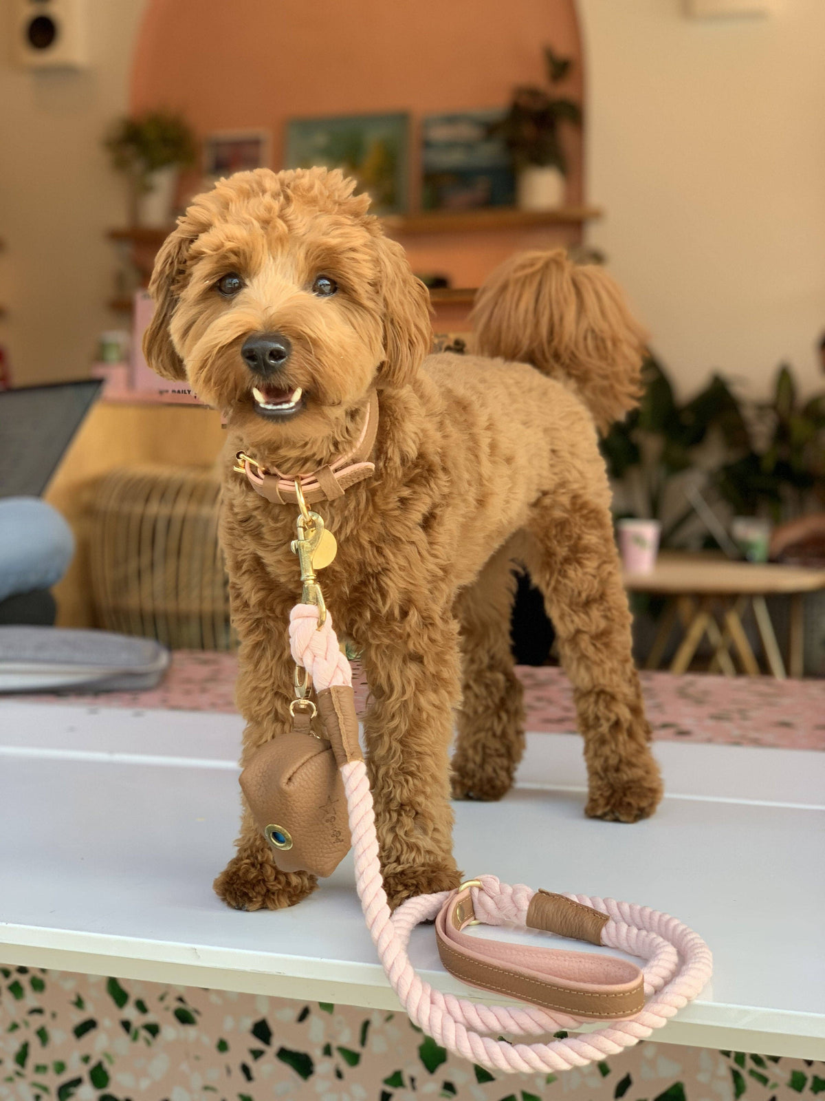 PoisePup - LEASH - BELLA ROSE