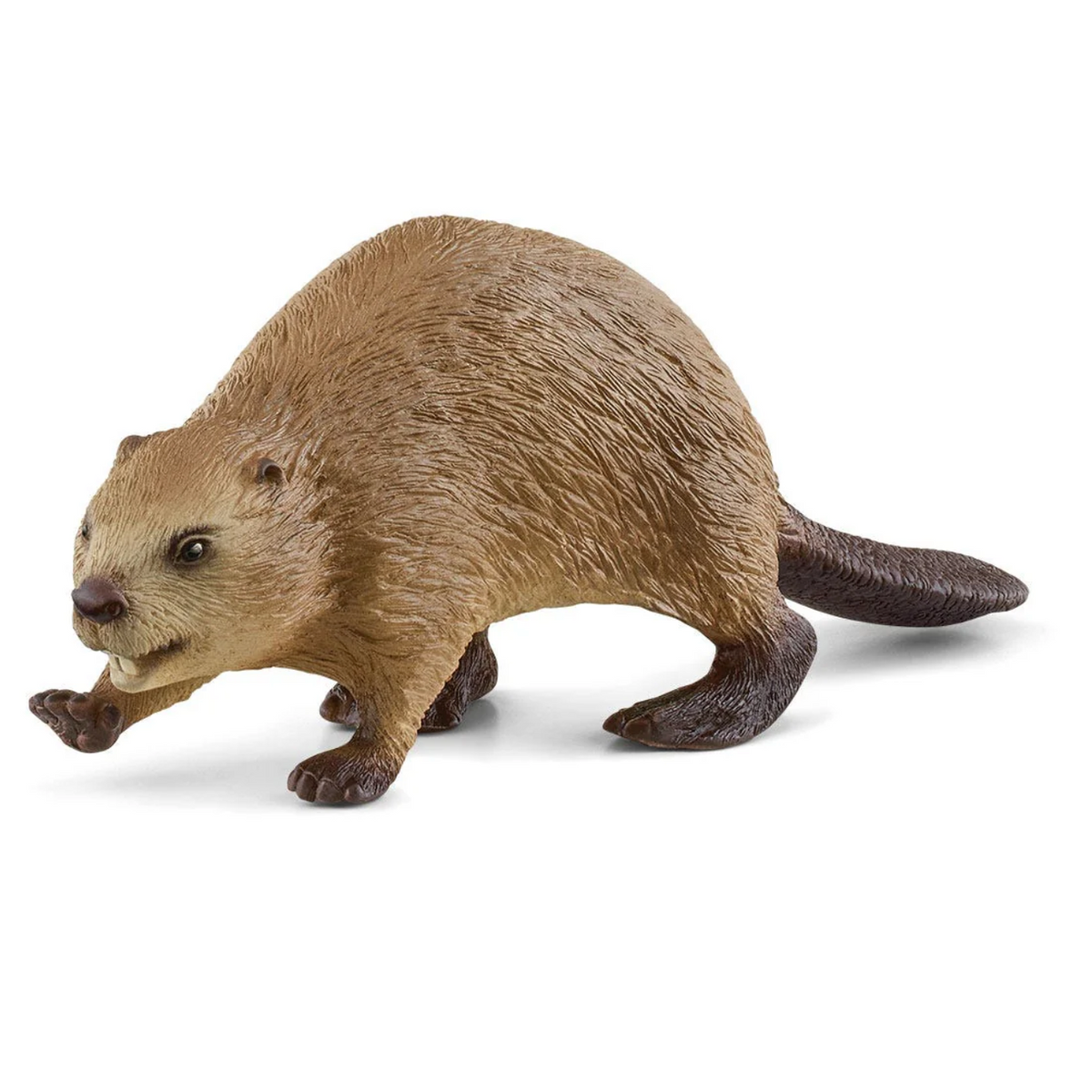 Beaver