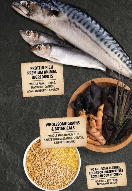Acana Wholesome Grains Sea to Stream Dry Dog Food