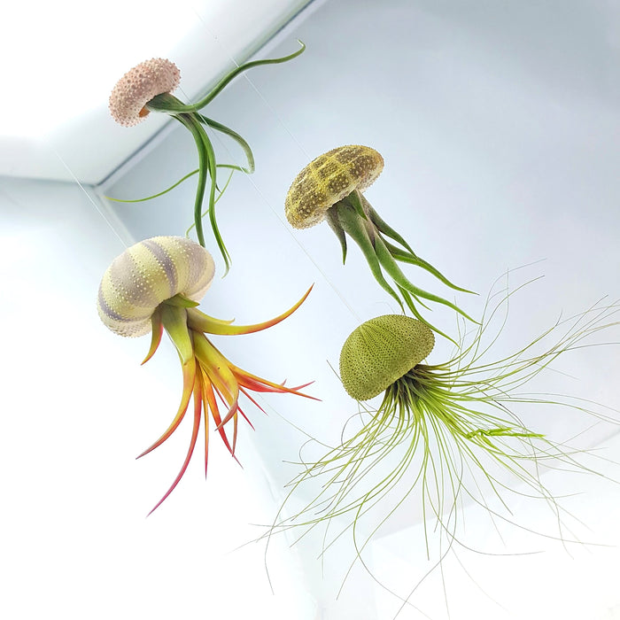 Air Plant Variety Pack (10, Small 1-2")