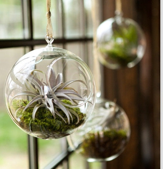 Air Plant Variety Pack (10, Small 1-2")