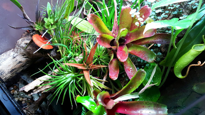Air Plant Variety Pack (10, Small 1-2")