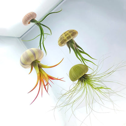 Air Plant Variety Pack (3, Small 1-2")
