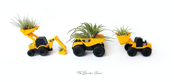 Air Plant Variety Pack (3, Small 1-2")