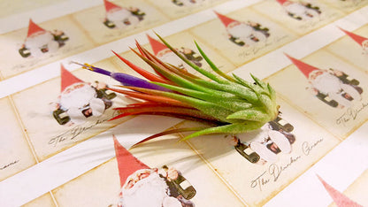 Air Plant Variety Pack (5, Small 1-2")