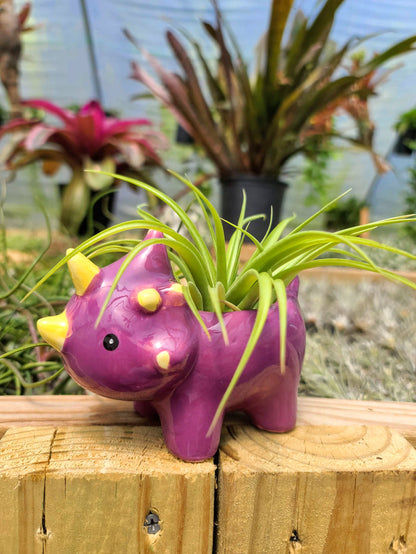 Ceramic Dinosaur Holder with Brachycaulos Air Plant