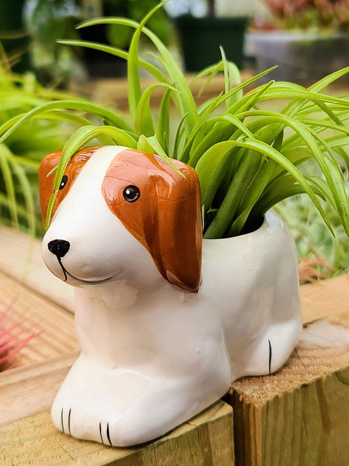Ceramic Dog Holder with Brachycaulos Air Plant