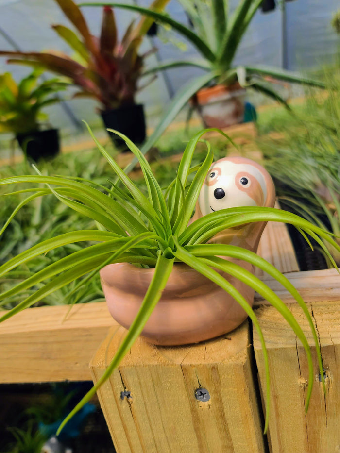 Ceramic Sloth Holder with Brachycaulos Air Plant