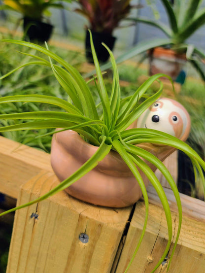Ceramic Sloth Holder with Brachycaulos Air Plant