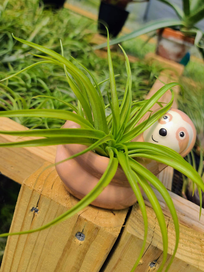 Ceramic Sloth Holder with Brachycaulos Air Plant