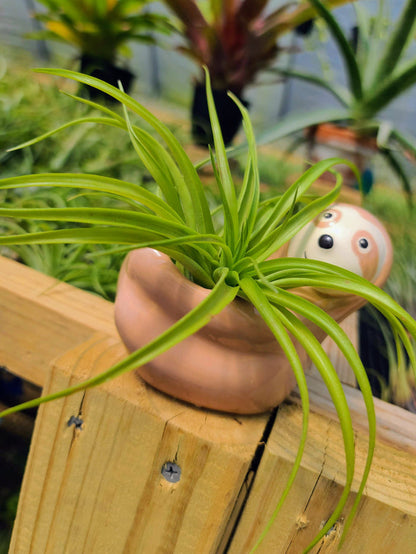 Ceramic Sloth Holder with Brachycaulos Air Plant