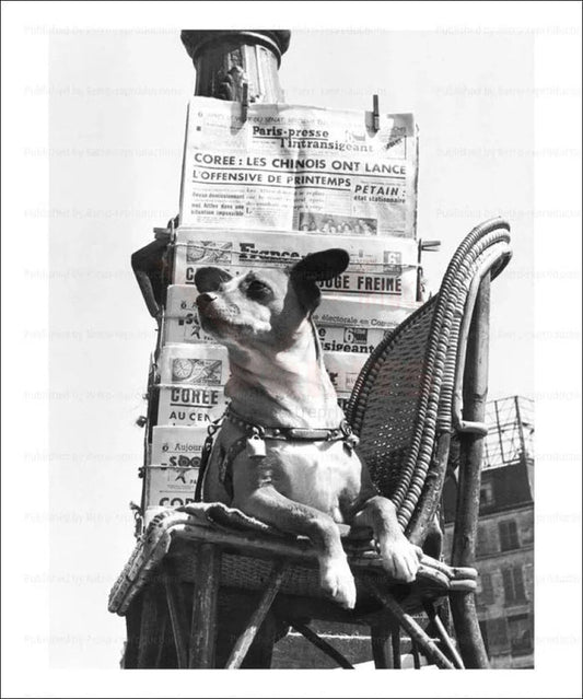 Dog sells French newspapers - VINTAGEARTREPRINTS.COM