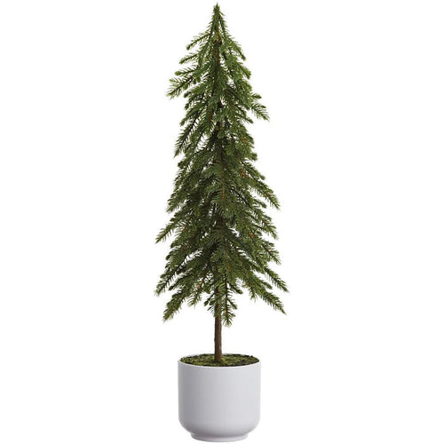 Potted Pine Tree