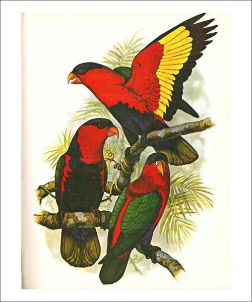 Purple-Bellied Lory no. 65 - VINTAGEARTREPRINTS.COM