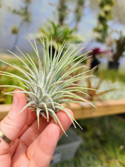 Sellers Choice - Ionantha