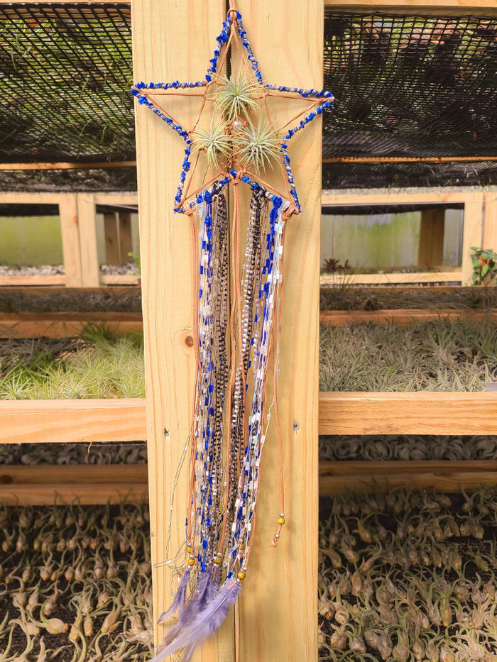 Star Dreamcatcher with 3 Ionantha Air Plants