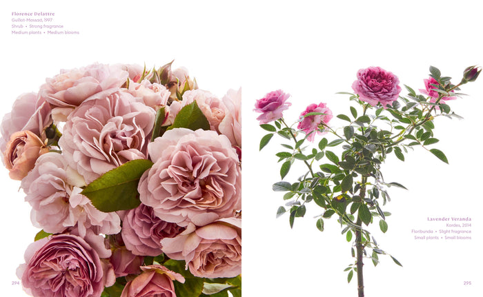 The Color of Roses Book