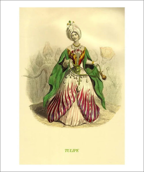Tulipe, animated flower - VINTAGEARTREPRINTS.COM