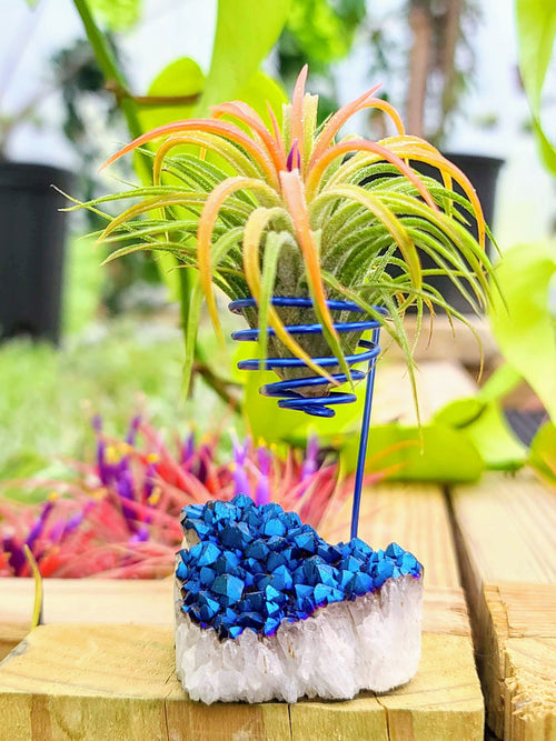 WYSIWYG Blue Aura Quartz Cluster Heart Air Plant Holder with Ionantha Mexican