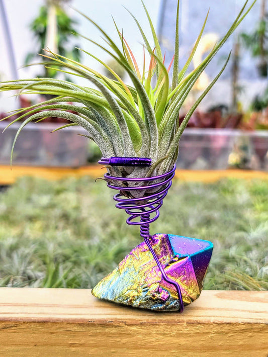 WYSIWYG Rainbow Aura Quartz Air Plant Holder with Scaposa
